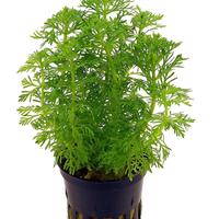 Piante acquario e lumache