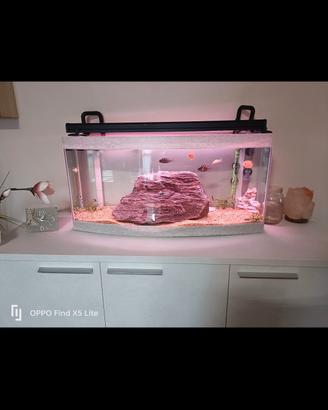 acquario 80 litri