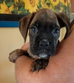 Cuccioli di Boxer