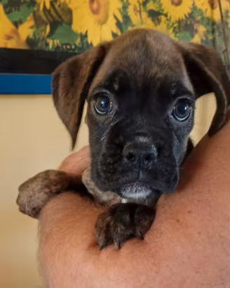 Cuccioli di Boxer