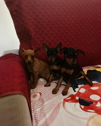 Cuccioli Pinscher nano