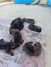 cuccioli di  pastore belga malinois 
