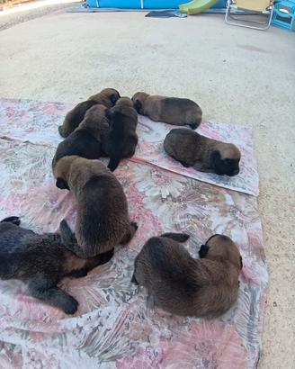 cuccioli di  pastore belga malinois 