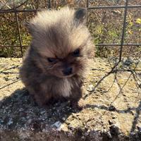 Spitz pomerania mini toy