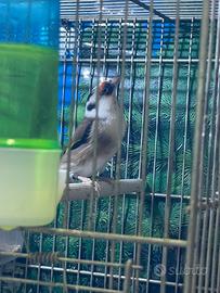 Cardellino maschio 2025