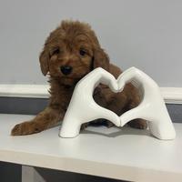 Maltipoo Red unico maschio