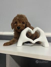 Maltipoo Red unico maschio