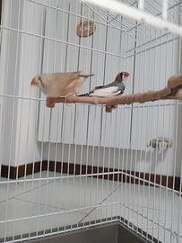 Uccellini