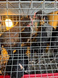 Marans galletti