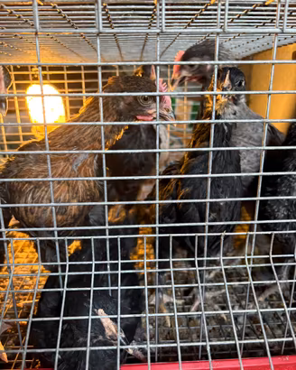 Marans galletti