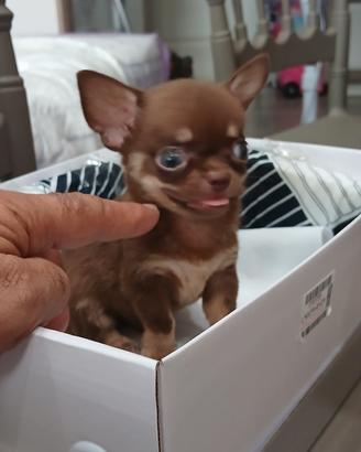 Chihuagua micro toy