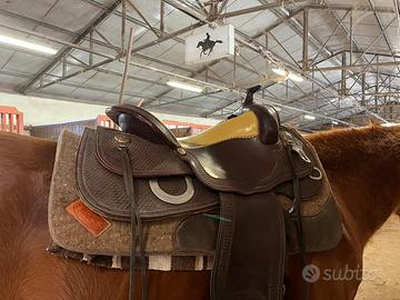 Sella americana Wild West Platinum