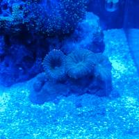 Coralli Rodactus arancione