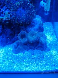 Coralli Rodactus arancione