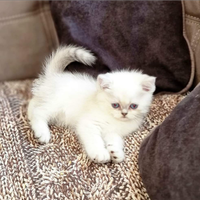 Gattini British Shorthair