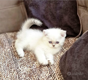 Gattini British Shorthair