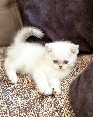 Gattini British Shorthair