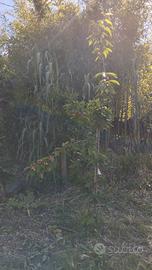 Terreno edif. E casone antico in pietra da ricostr