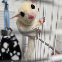 Petauri dello zucchero white