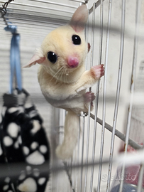 Petauri dello zucchero white