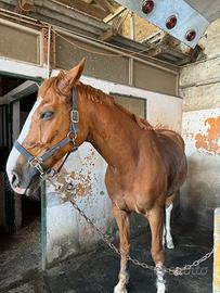 Cavallo