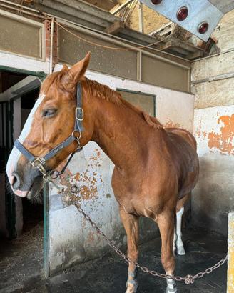 Cavallo