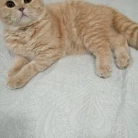 Scottish fold