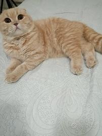 Scottish fold