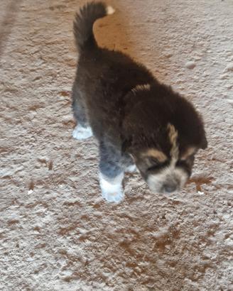 Cucciolo di maremmano