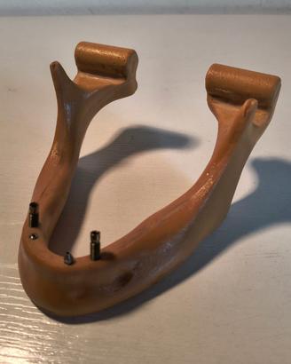 Modello anatomico didattico vintage di mandibola