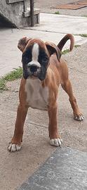 Boxer Cuccioli