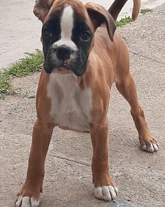 Boxer Cuccioli