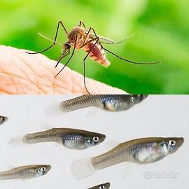 Pesce Gambusia