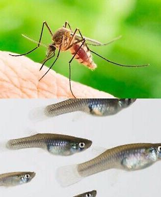 Pesce Gambusia