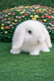 Coniglio nano Minilop