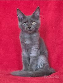 Cucciolo maschio maine coon blu solido