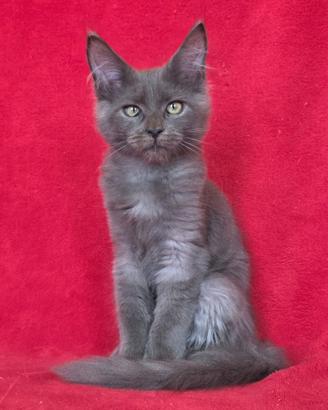 Cucciolo maschio maine coon blu solido