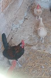 Galli
