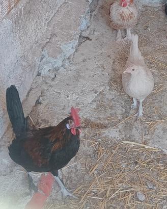 Galli