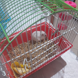 Criceto Bianco con gabbietta e accessori