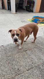 Cane Amstaff