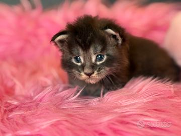 Maine Coon cucciolo