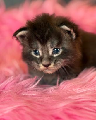Maine Coon cucciolo