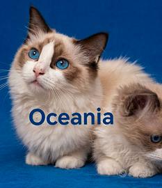 Ragdoll cuccioli