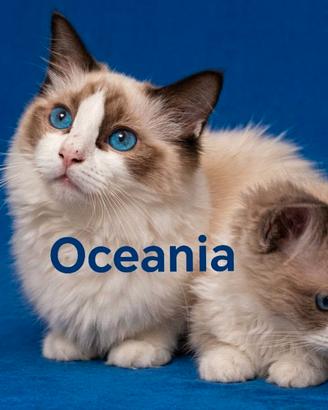 Ragdoll cuccioli