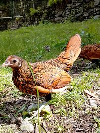 Galline sebright