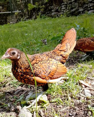 Galline sebright