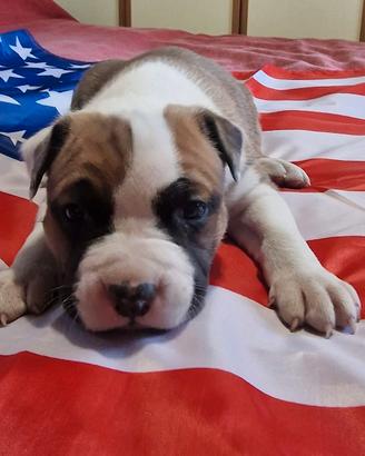 Cuccioli di amstaff disponibili