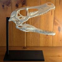 Jurassic World Park Cranio Velociraptor teschio