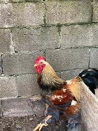 Galli incrocio brama